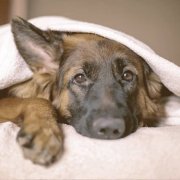 german shepherd laying down covered with a blanket