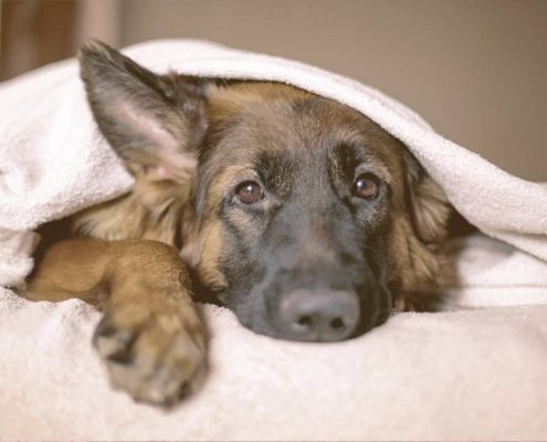 german shepherd laying down covered with a blanket