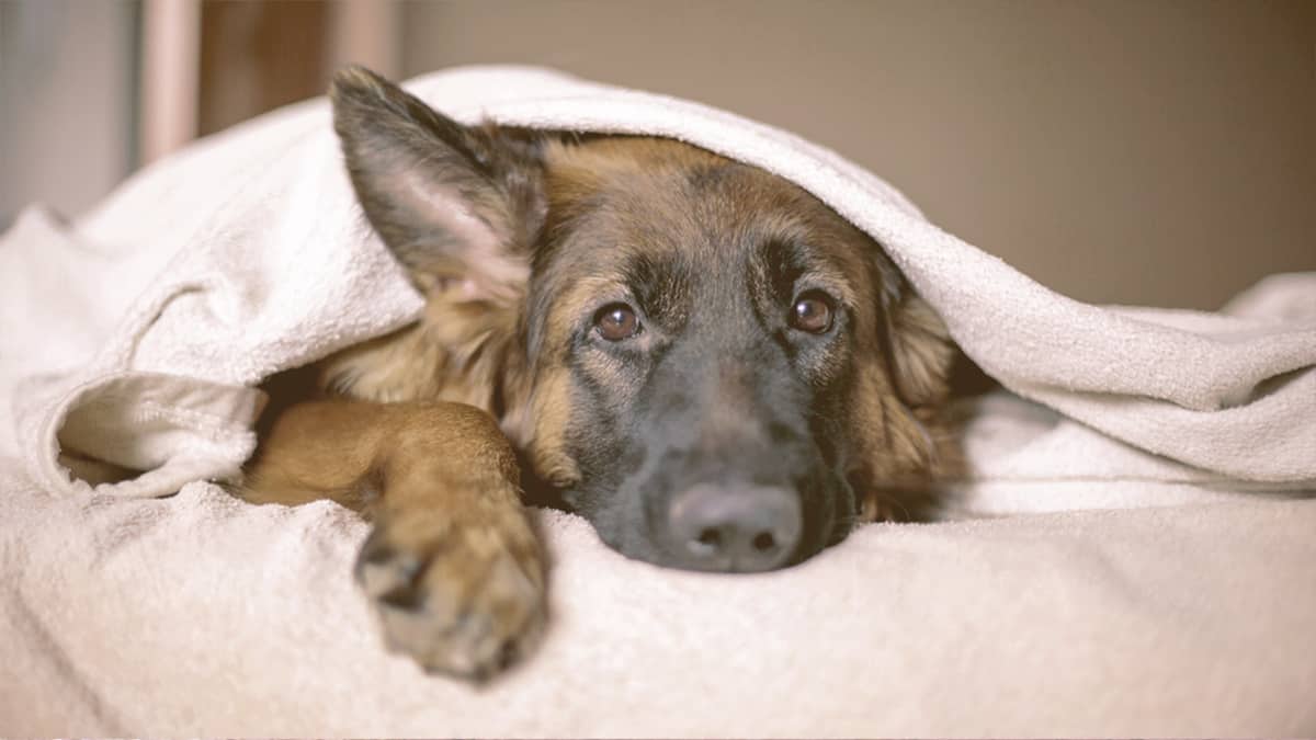 german shepherd laying down covered with a blanket