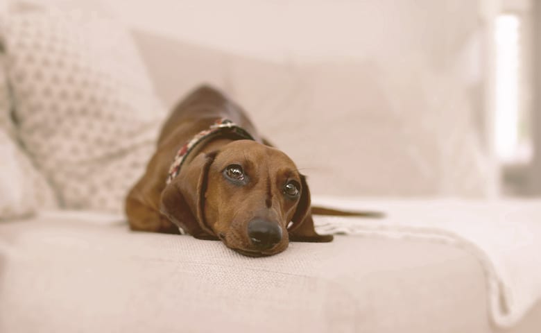 adult brown dachshund laying in the sofa