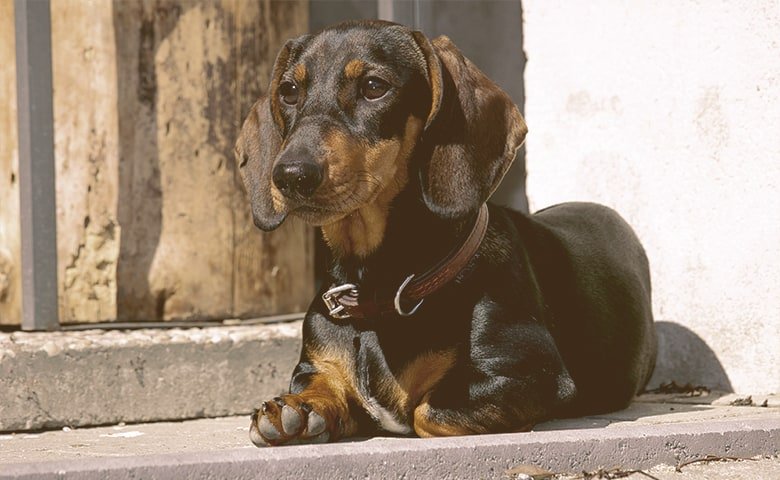 dachshund laying down