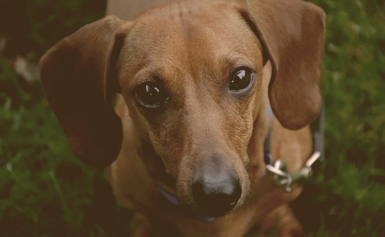 dachshund looking up