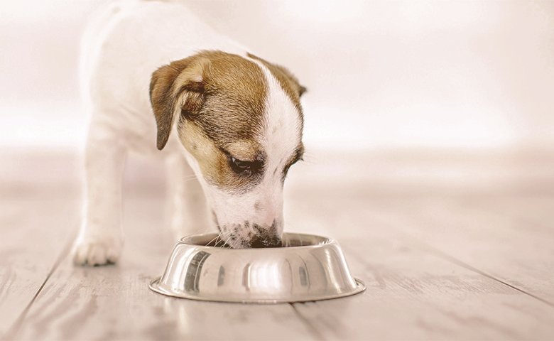 dog eating from bowl