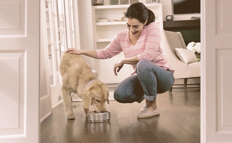 dog heating with women petting