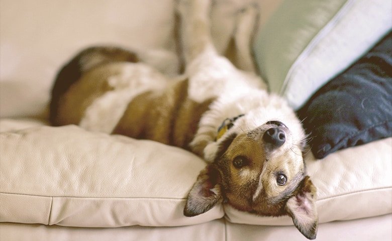 dog laying on his back looking front