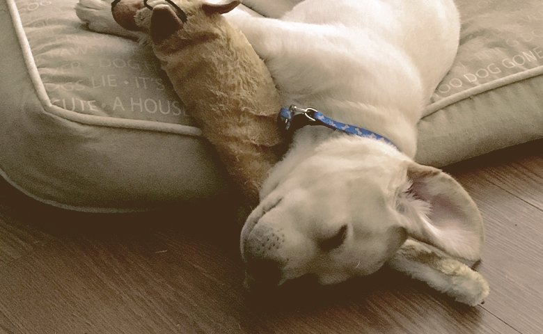 dog sleeping with head outside the bed