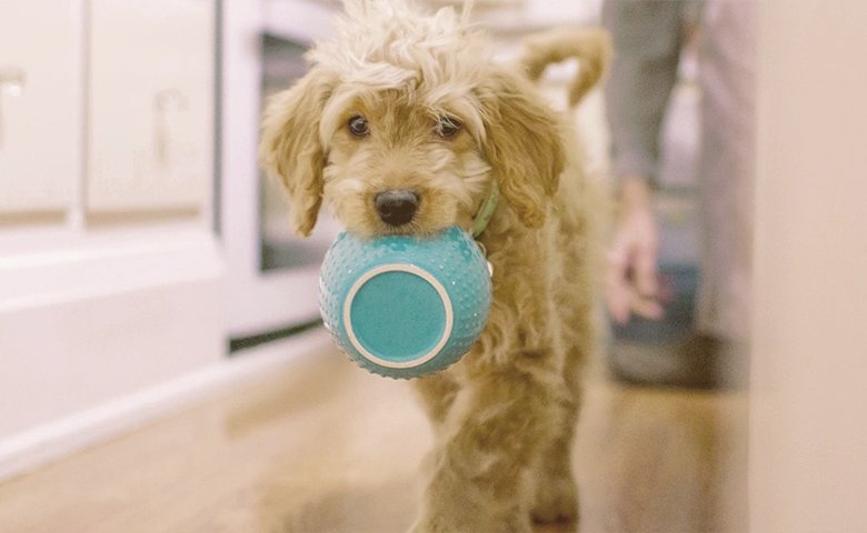 dog walking with bowl in his mouth