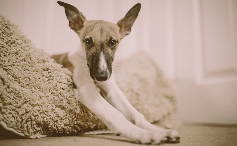 dog with paws outside the bed