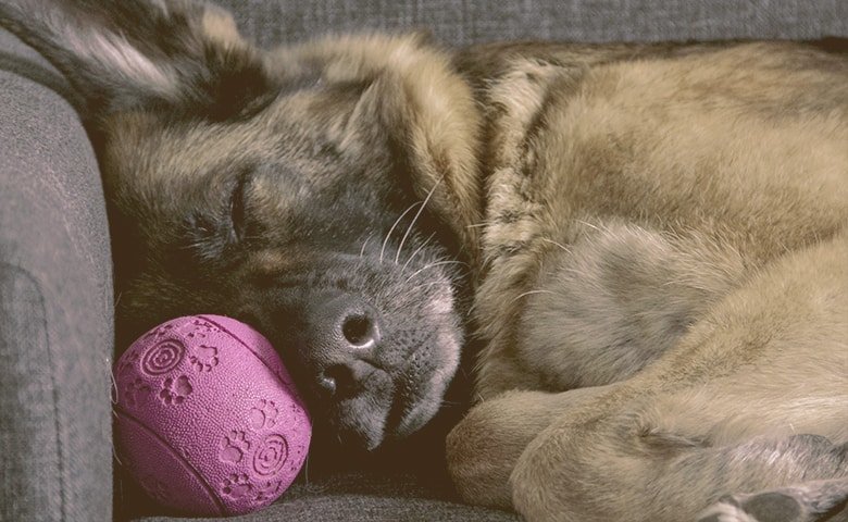 german shepherd sleeping with toy