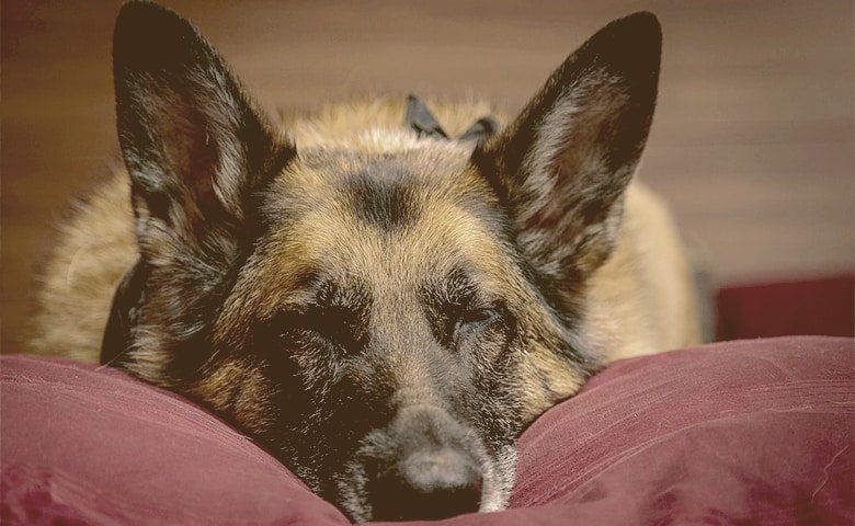 german shepherd sleeping