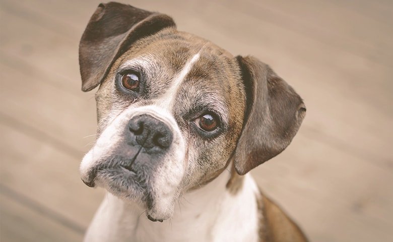Senior Dog Food 101 old dog looking with attention
