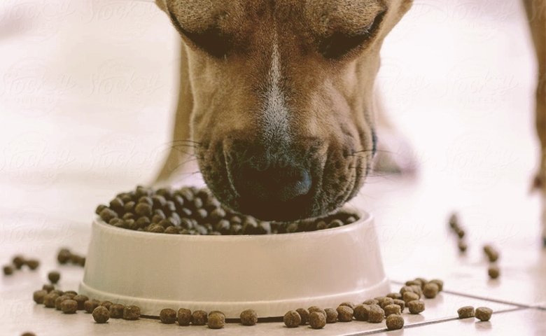 Best Food To Bulk Up My Pitbull