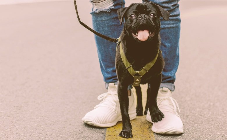 pug next to his owner looking