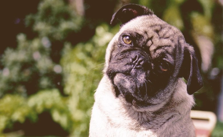 pug tilting his head