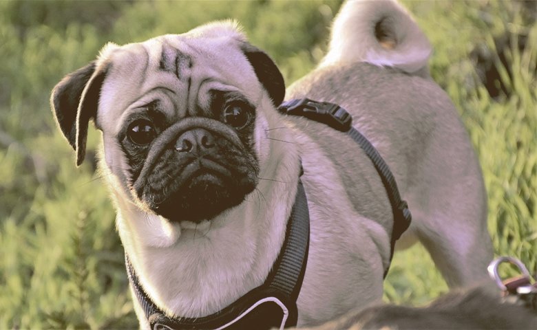 pug with harness looking