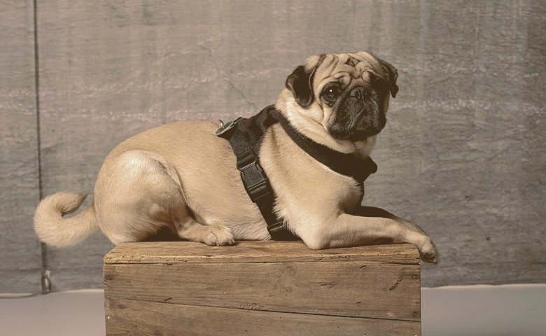 pug with harness possing