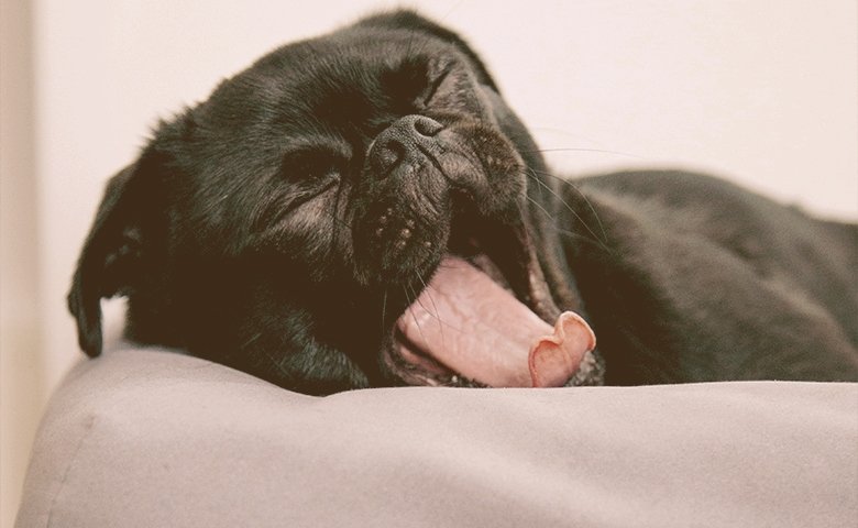 small dog on bed yawning