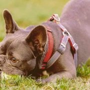 A French Bulldog chewing a ball