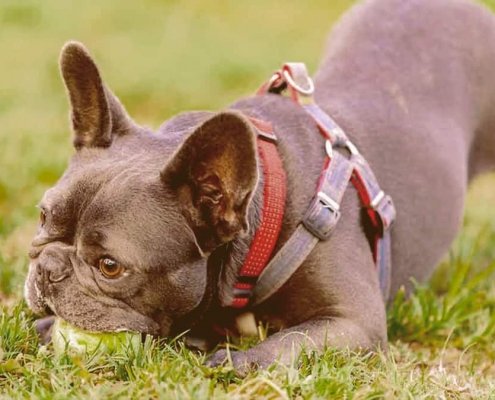 A French Bulldog chewing a ball