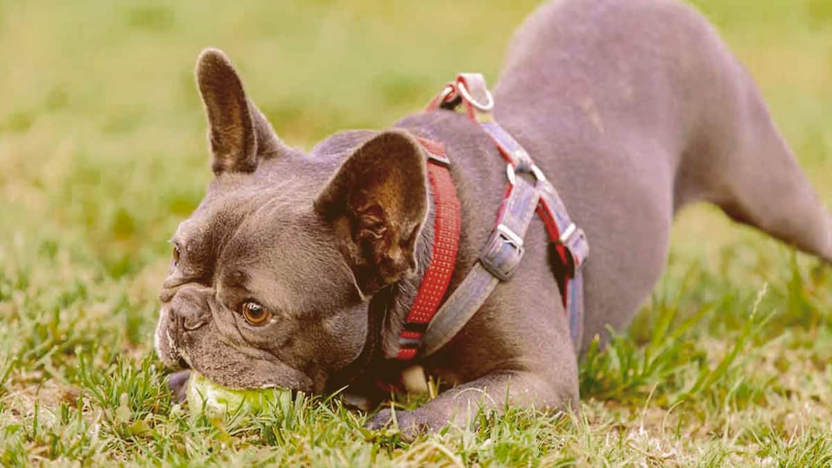 A French Bulldog chewing a ball