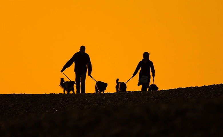 couple walking with their dogs