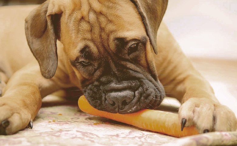 dog eating carrot