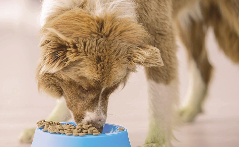 dog eating is food