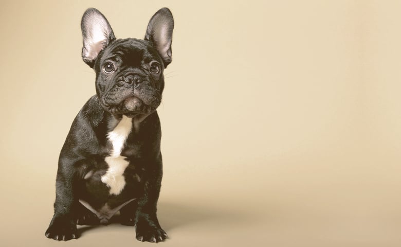 french bulldog staring