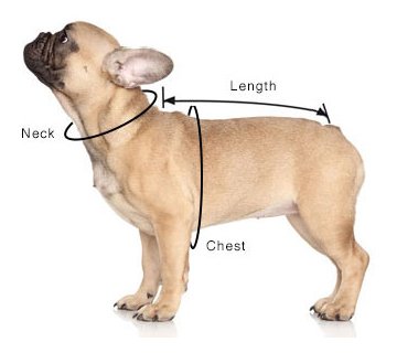 measure your French Bulldog