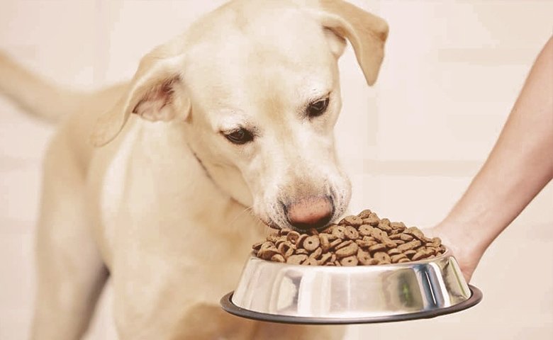 owner giving food to his dog
