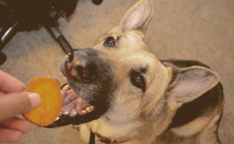 owner giving to german shepherd a potato