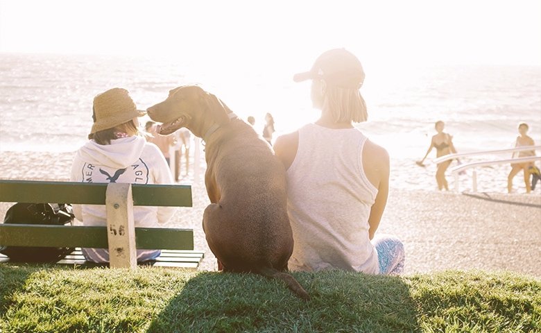 Your quality of life can improve. person sitting side by side with dog