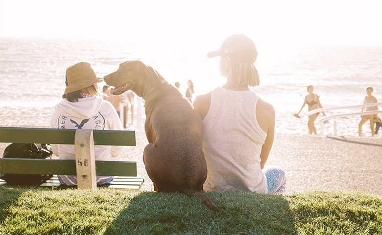 person sitting side by side with dog