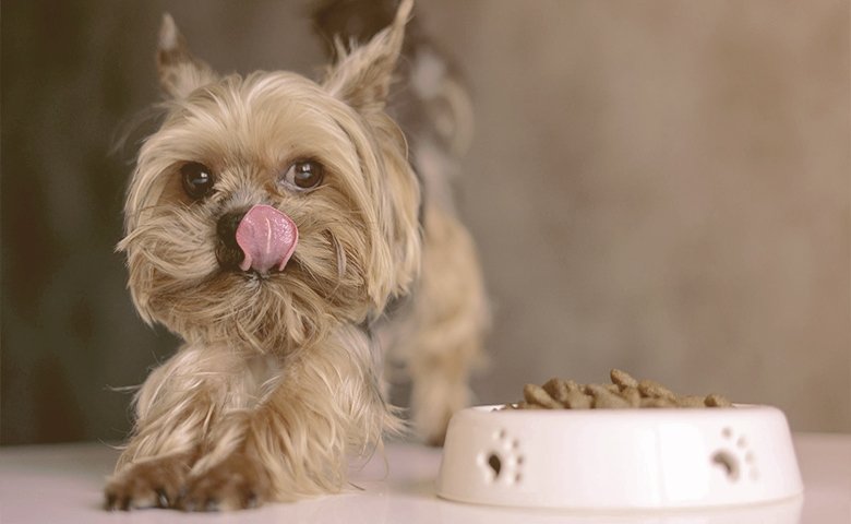 small dog licking his mustache looking at food