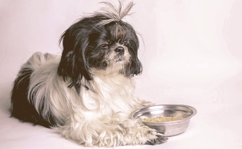 small old dog next to bowl