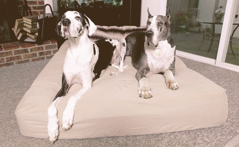 Great danes in dog bed