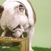 bulldog eating