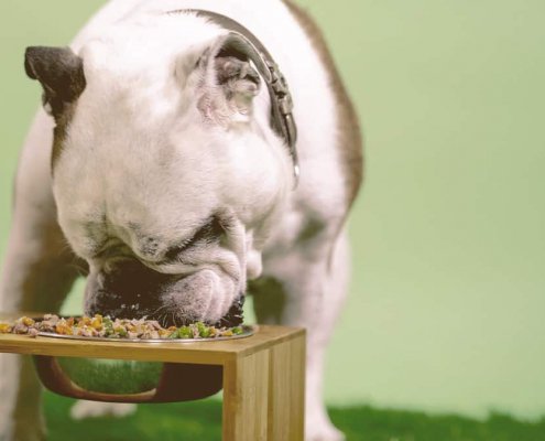 bulldog eating