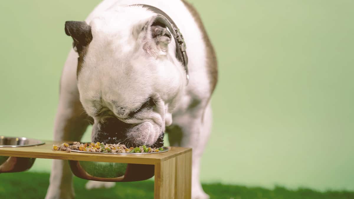 bulldog eating