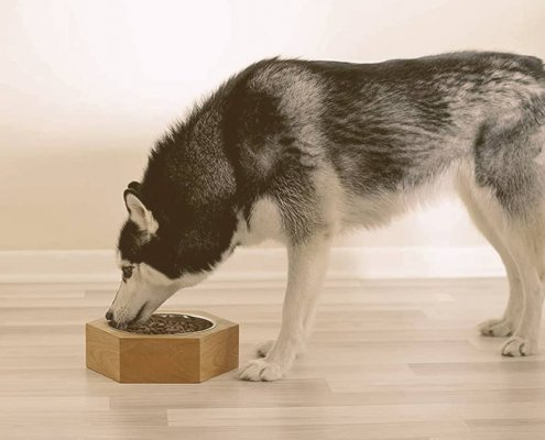 husky eating from a bowl