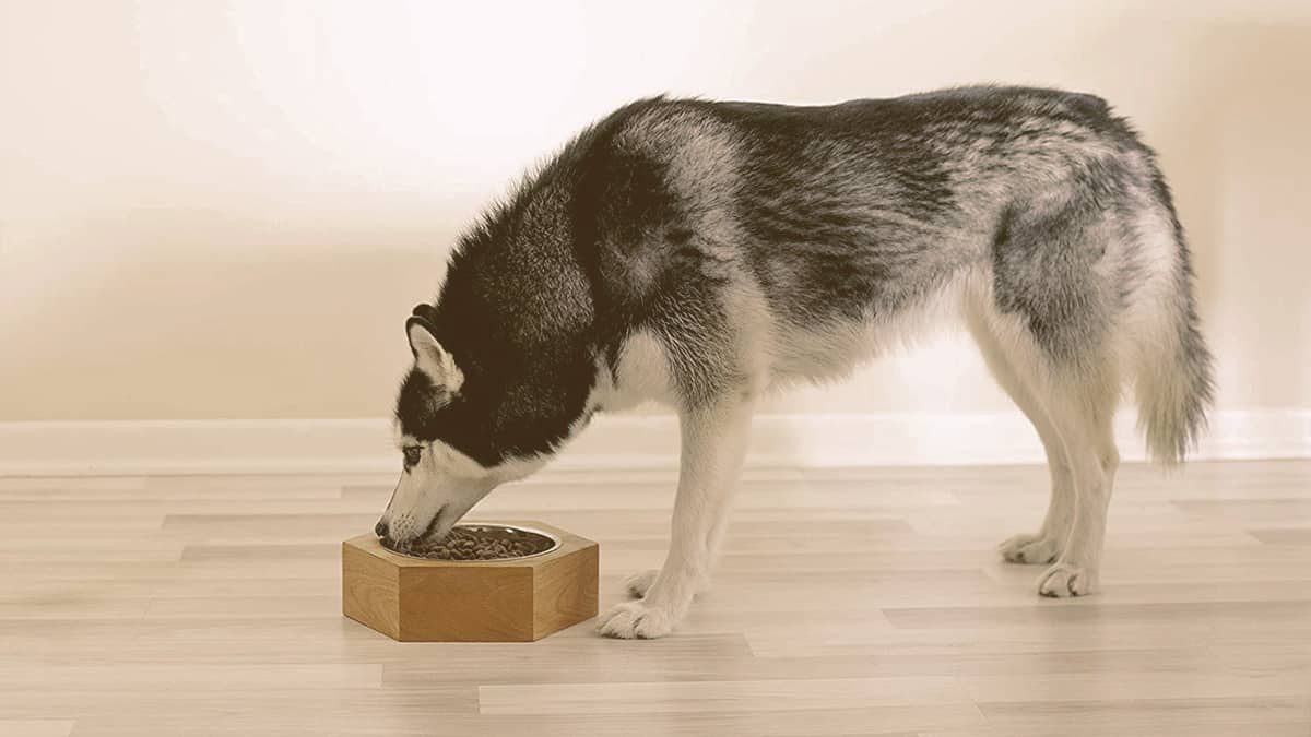 husky eating from a bowl