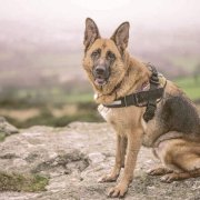 german shepherd sitting on a rock looking