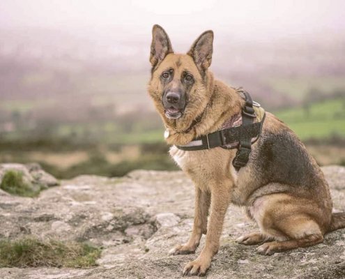 german shepherd sitting on a rock looking