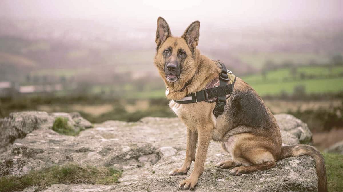 german shepherd sitting on a rock looking