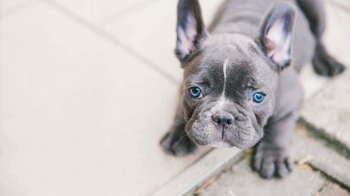 Blue French Bulldog Puppy looking up