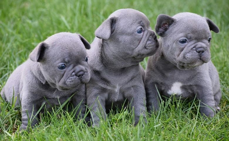 Blue French Bulldog puppies on the grass
