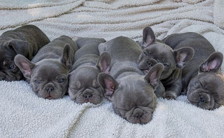 Blue French Bulldog puppies sleeping together