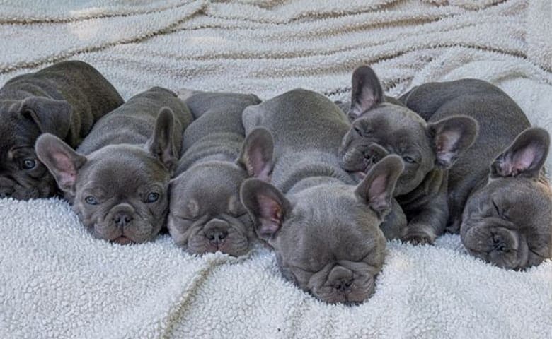 Blue French Bulldog Puppies NJ Blue French Bulldog puppies sleeping together