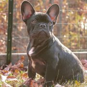 French Bulldog in a cage looking