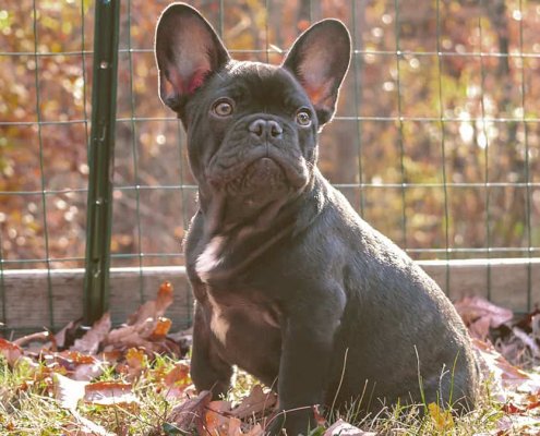 French Bulldog in a cage looking
